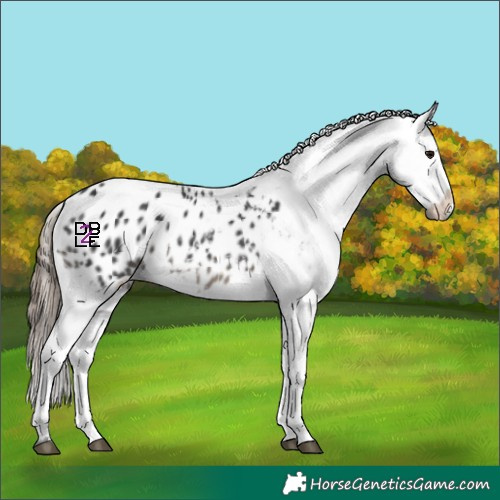 Horse Color:Black Sabino Blanket 