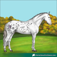 Horse Color:Black Sabino Appaloosa 
