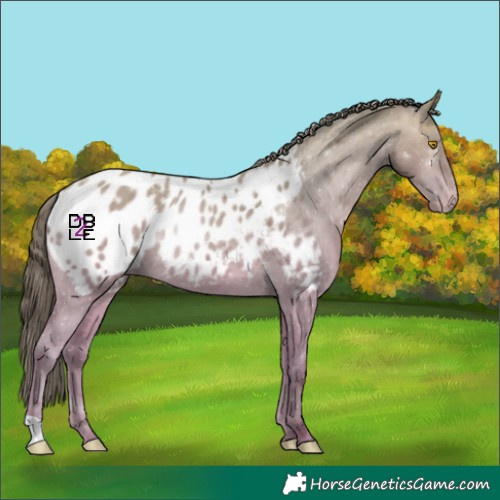 Horse Color:Platinum Sable Champagne Appaloosa 