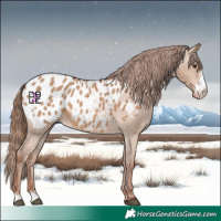 Horse Color:Red Dun Sabino Appaloosa 