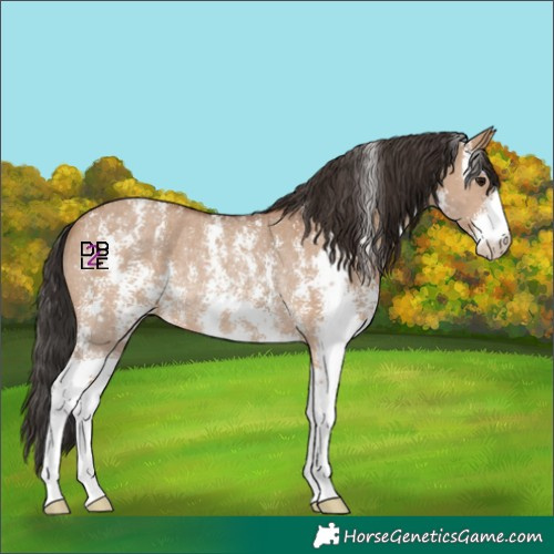Horse Color:Bay Dun Sabino Rabicano
