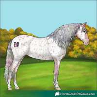 Horse Color:Nacre Silver Bay Appaloosa