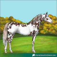 Horse Color:Liver Chestnut Frame Near Leopard 