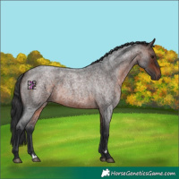 Horse Color:Brown Roan