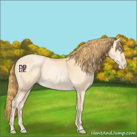 Horse Color:Buckskin Pearl 