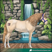 Horse Color:Buckskin Pearl 