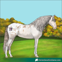 Horse Color:Amber Champagne Tobiano Appaloosa 