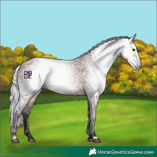 Horse Color:Gray Silver Bay
