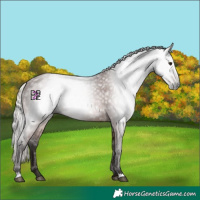 Horse Color:Gray Silver Bay 