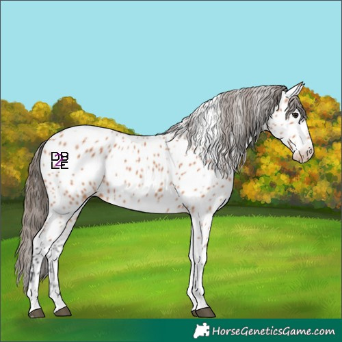 Horse Color:Bay Tobiano Near Leopard 