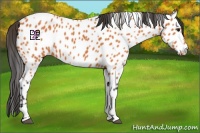 Horse Color:Bay Tobiano Appaloosa 