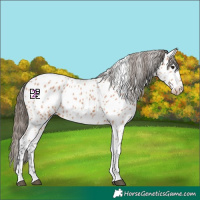 Horse Color:Bay Tobiano Near Leopard