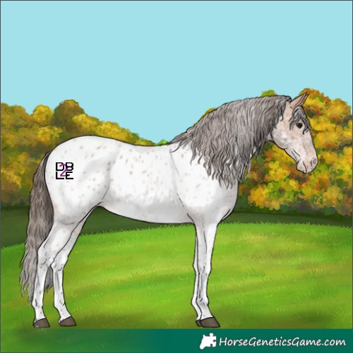 Horse Color:White Spotted Bay Roan Near Leopard