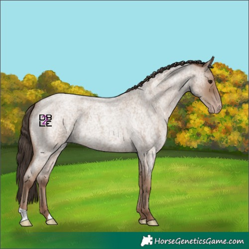 Horse Color:Classic Champagne Roan