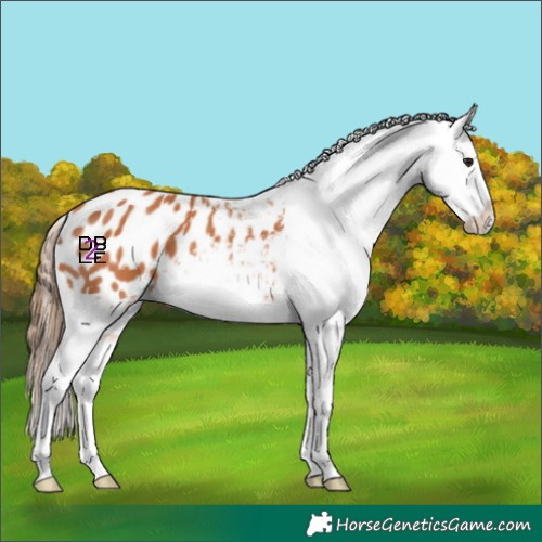 Horse Color:Bay Splash Appaloosa Rabicano 