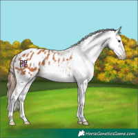 Horse Color:Bay Splash Appaloosa Rabicano 