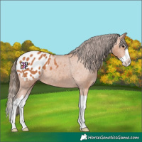 Horse Color:Bay Splash Appaloosa Rabicano 