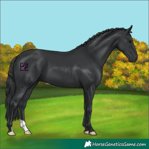 Horse Color:Black 