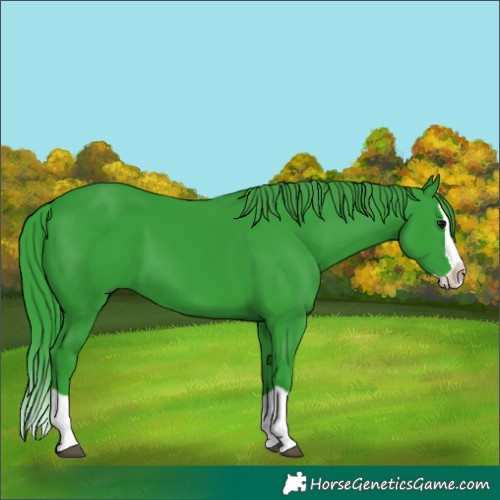 Horse Color:Watercolor Black Splash