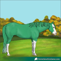 Horse Color:Watercolor Black Splash 