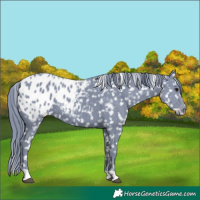 Horse Color:Watercolor Black Appaloosa 