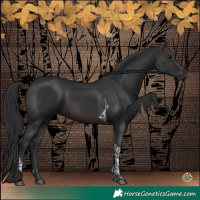 Horse Color:Brown Tobiano 