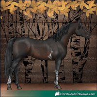 Horse Color:Brown Tobiano 