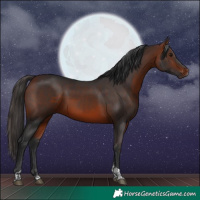 Horse Color:Bay Sabino Tobiano