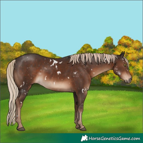 Horse Color:White Spotted Liver Chestnut 