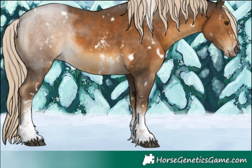 Horse Color:White Spotted Chocolate Palomino Sabino