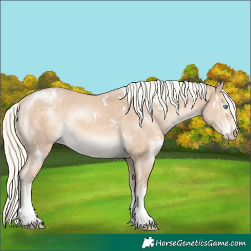 Horse Color:White Spotted Cremello 