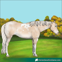 Horse Color:White Spotted Cremello 
