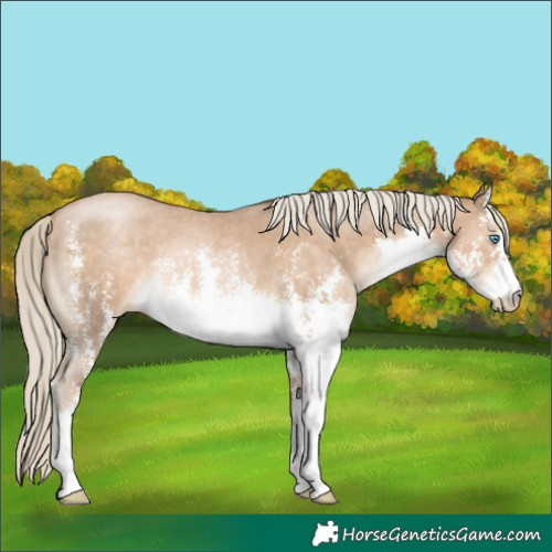 Horse Color:White Spotted Chocolate Palomino Pearl Sabino