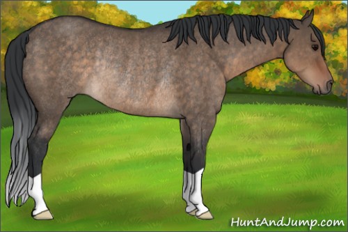 Horse Color:Brown Dun Rabicano 