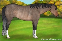 Horse Color:Brown Dun Rabicano 