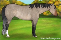 Horse Color:Brown Dun Rabicano