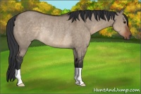 Horse Color:Brown Dun Rabicano 