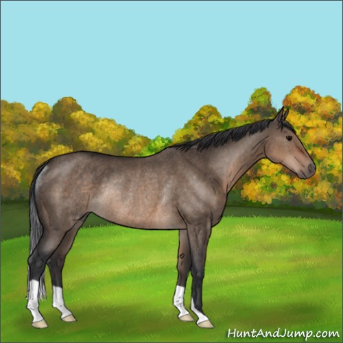 Horse Color:Brown Dun Rabicano 