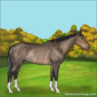 Horse Color:Brown Dun Rabicano