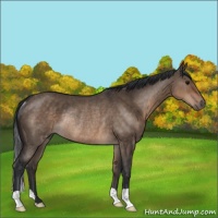 Horse Color:Brown Dun Rabicano 