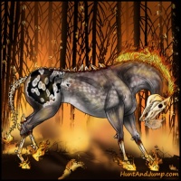 Horse Color:Chocolate Silver Black Chinchilla Appaloosa 