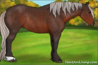 Horse Color:Silver Brown Rabicano 