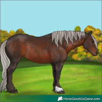 Horse Color:Silver Brown Rabicano 