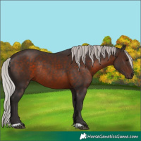 Horse Color:Silver Brown Rabicano 