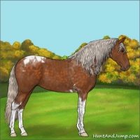 Horse Color:Silver Buckskin Tobiano 