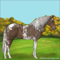 Horse Color:Silver Smoky Black Tobiano 