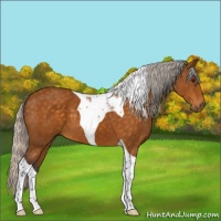 Horse Color:Silver Buckskin Tobiano