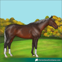 Horse Color:Silver Brown 