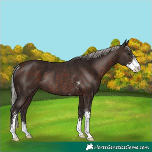 Horse Color:Silver Brown Sabino Rabicano 