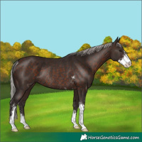 Horse Color:Silver Brown Sabino Rabicano 